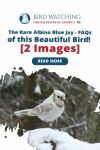 The Rare Albino Blue Jay: FAQs of this Beautiful Bird! [2 Images] Thumbnail