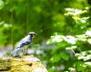 a blue jay in nature