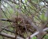 a cardinal nest