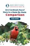 Are Cardinals Rare? Here Is a State-By-State Comparison Thumbnail