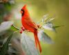 cardinal bird perching on red holly berries