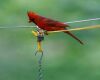 a male cardinal on wire