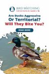 Are Ducks Aggressive or Territorial? Will They Bite You? Thumbnail
