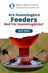 Are Hummingbird Feeders Bad for Hummingbirds? Find Out Fascinating Facts Thumbnail
