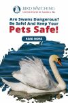 Are Swans Dangerous? Be Safe! And Keep Your Pets Safe! Thumbnail