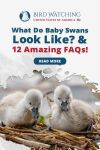 What Do Baby Swans Look Like? & 12 Amazing FAQs! Thumbnail