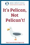 It’s Pelican, Not Pelican’t- an image of a bird pun