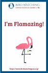I’m Flamazing- an image of a bird pun