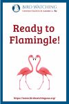 Ready to Flamingle- an image of a bird pun