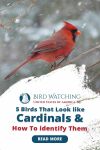 5 Birds That Look Like Cardinals and How to Identify Them Thumbnail