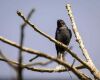 a drongo is sitting on the branch of a tree
