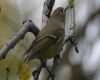 ruby crowned kinglet sitting on a branch