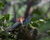 a red-bellied woodpecker is sitting on a tree branch