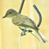 The Great Crested Flycatcher