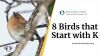 8 Birds that Start with K Thumbnail
