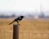 black billed magpie is sitting on a fence