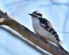 a downy woodpecker is sitting on a branch
