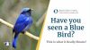 Have you seen a Blue Bird? This is what it Really Means! Thumbnail