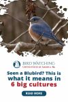 Seen A Bluebird? This Is What It Means In 6 Cultures Thumbnail