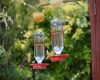 multiple hummingbird feeders