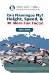 Can Flamingos Fly? Height, Speed, & 30 More Fun Facts! Thumbnail