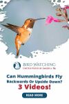 Can Hummingbirds Fly Backwards Or Upside Down? 3 Videos! Thumbnail