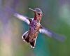 hummingbird body