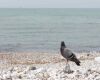 a pigeon near sea