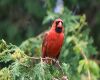 a cardinal perched
