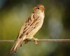 sparrow sitting on a chord