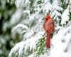 a red northern cardinal bird