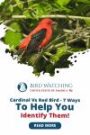 Cardinal Vs Red Bird - 7 Ways to Help You Identify Them! Thumbnail