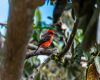 a vermilion cardinal bird