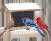 cardinal and blue jay