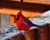 a cardinal bird