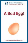 A Bad Egg- an image of a chicken pun