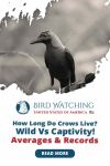 How Long Do Crows Live? Wild Vs. Captivity! Averages And Records Thumbnail