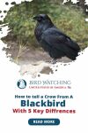 How To Tell a Crow from A Blackbird? 5 Key Differences Thumbnail