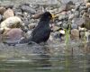 a blackbird on water surface