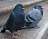 a pigeon pair on ground