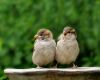 sparrows sitting together