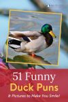 51 Funny Duck Puns & Pictures to Make You Smile! Thumbnail