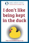 I don’t like being kept in the duck- an image of a duck pun