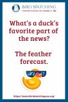 What’s a duck’s favorite part of the news? The feather forecast.- an image of a duck pun