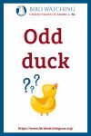 Odd duck- an image of a duck pun