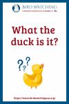 What the duck is it?- an image of a duck pun