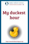My duckest hour- an image of a duck pun