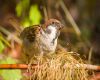 a sparrow eating