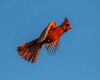 a cardinal in flight