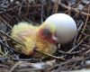 baby-chick-with-egg